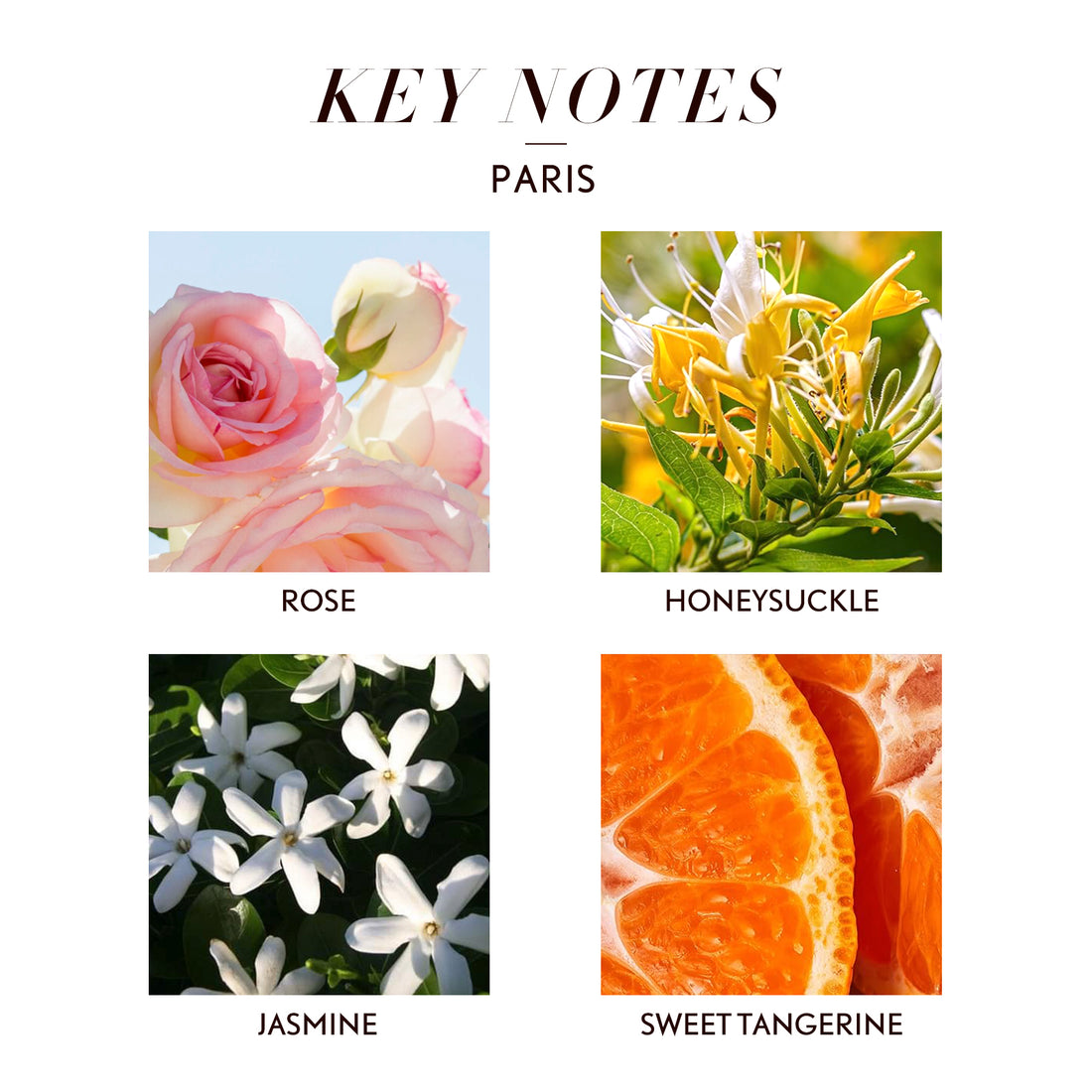 JCLOUD Paris Essential Oil for Diffuser - Hotel Collection Diffuser Oil & Home Luxury Scents - Pure Aromatherapy Diffuser Oil with Rose, Jasmine and Honeysuckle, Natural & Pet Safe