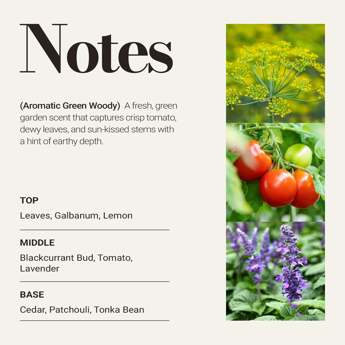 JCLOUD Tomato Leaves Hotel Diffuser Oil – Galbanum, Tomato & Patchouli - Hotel Essential Oil Luxury Long Lasting Aromatherapy Fragrance in Glass Bottle, 100mL